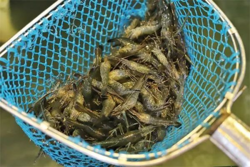 点击查看原始图片