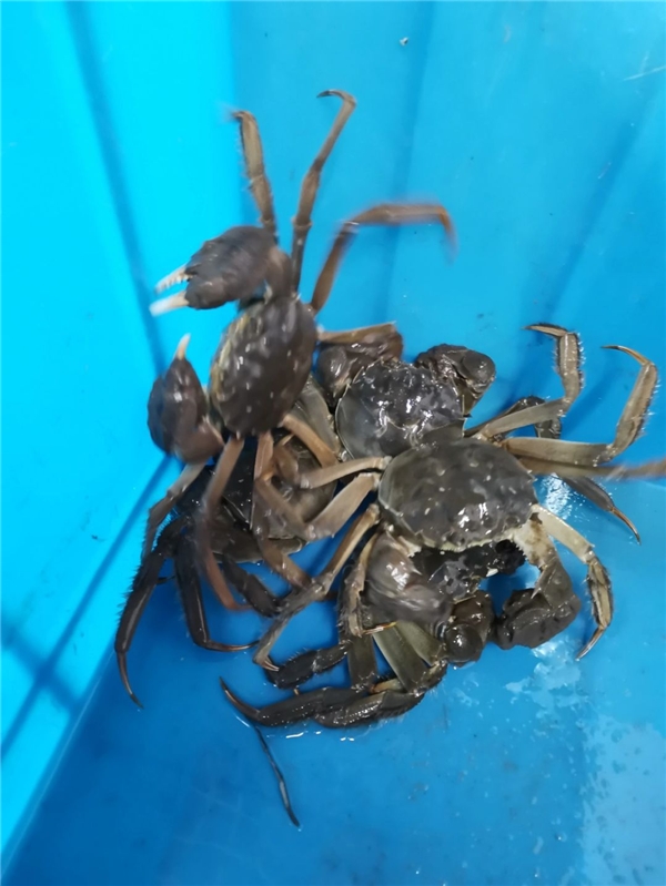 点击查看原始图片