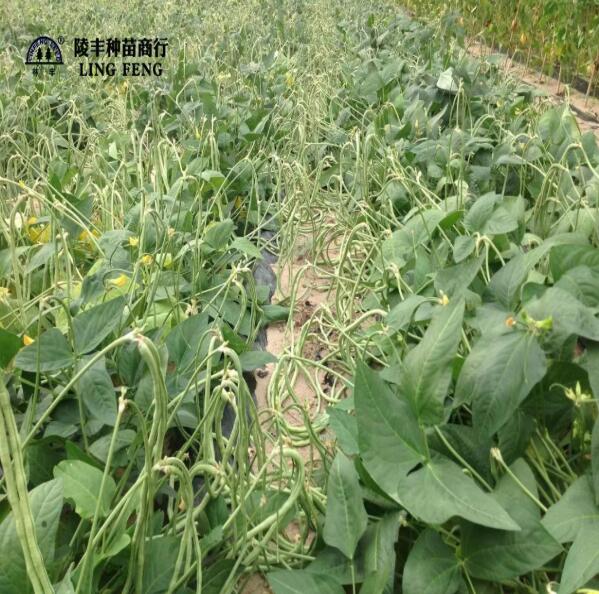 点击查看原始图片